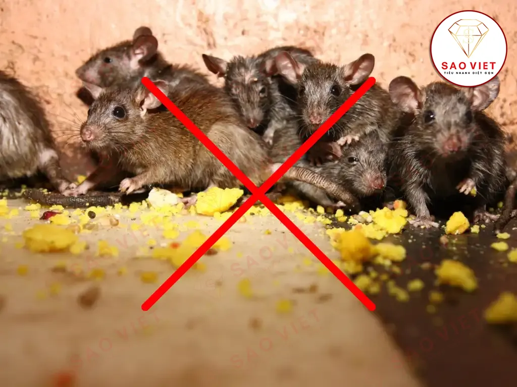  Phân phối Dịch vụ diệt chuột tại nhà...  mới nhất 